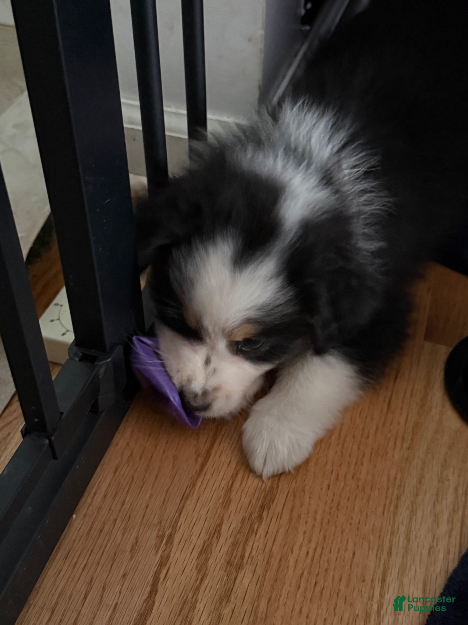 Australian Shepherd dogs Australian Shepherd Black tri girl 2  - Ad 36