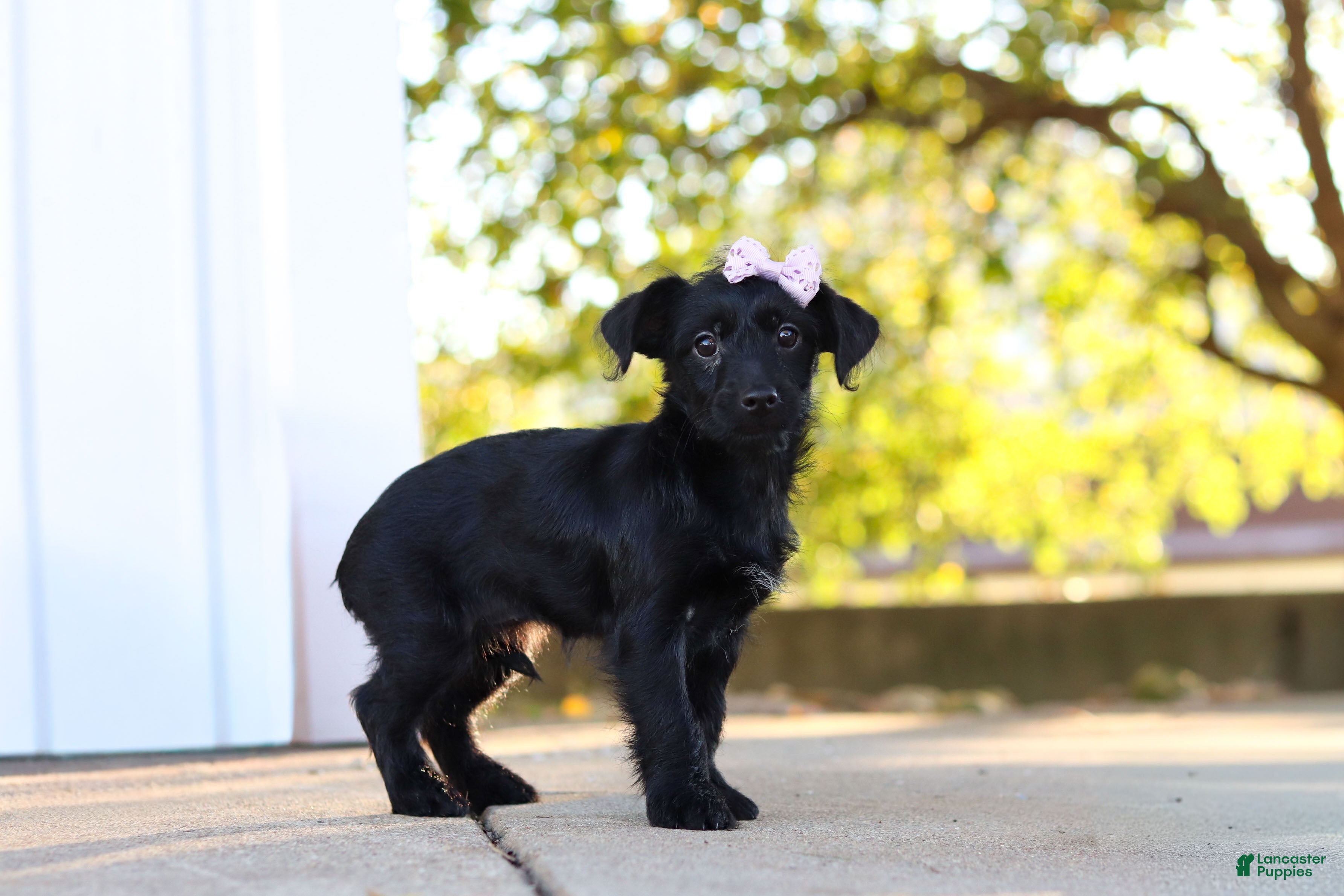 Yorkiepoo dogs Pansy - Ad 2