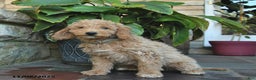 Mini Goldendoodle dogs for sale: Bonnie  - Ad 4