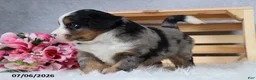 Mini Bernedoodle dogs for sale: Kaya - Ad 9