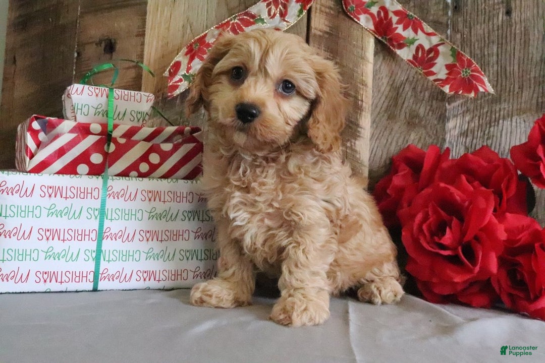 Cavapoo dogs for sale: Richard - Ad 1