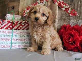 Cavapoo dogs Richard - Ad 14