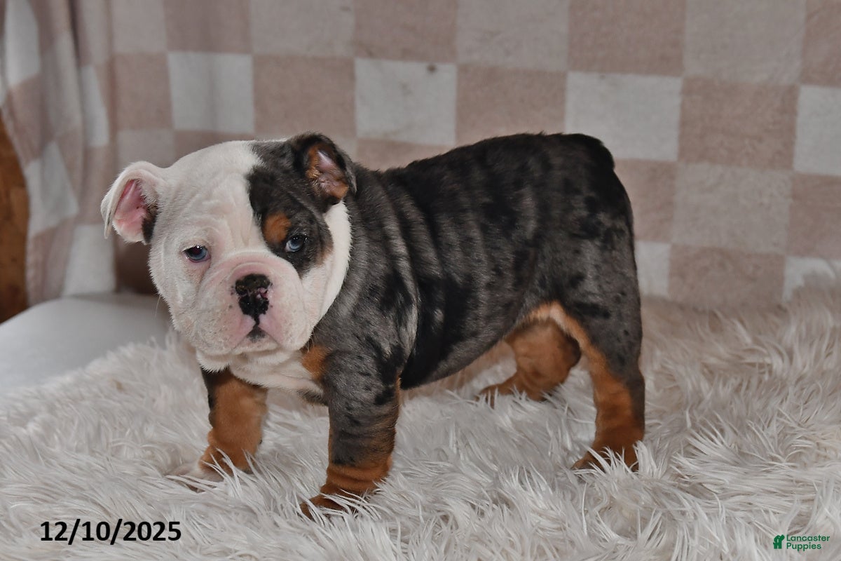 Olde English Bulldogge dogs Sadie - Ad 5