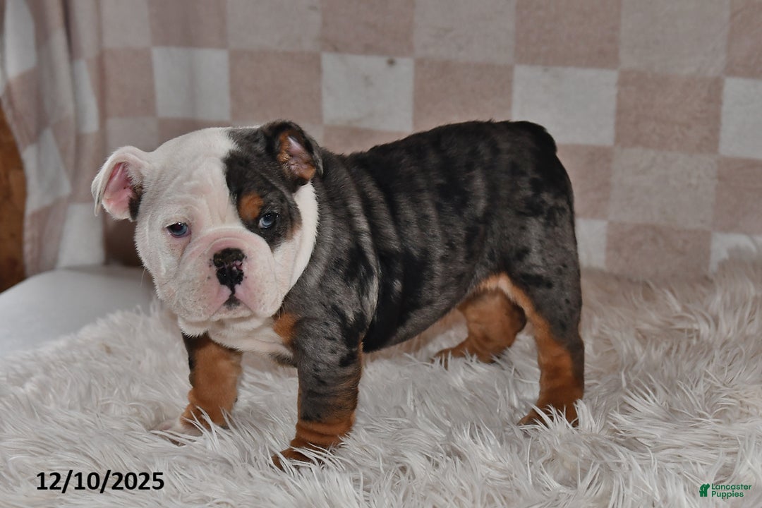 Olde English Bulldogge dogs for sale: Sadie - Ad 2