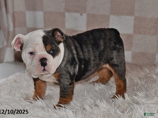 Olde English Bulldogge dogs Sadie - Ad 5