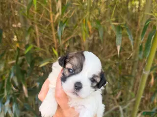 Shihpoo dogs Shihpoo Puppy 3 - Ad 5