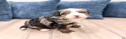 Mini Bernedoodle dogs for sale: Nova - Ad 1