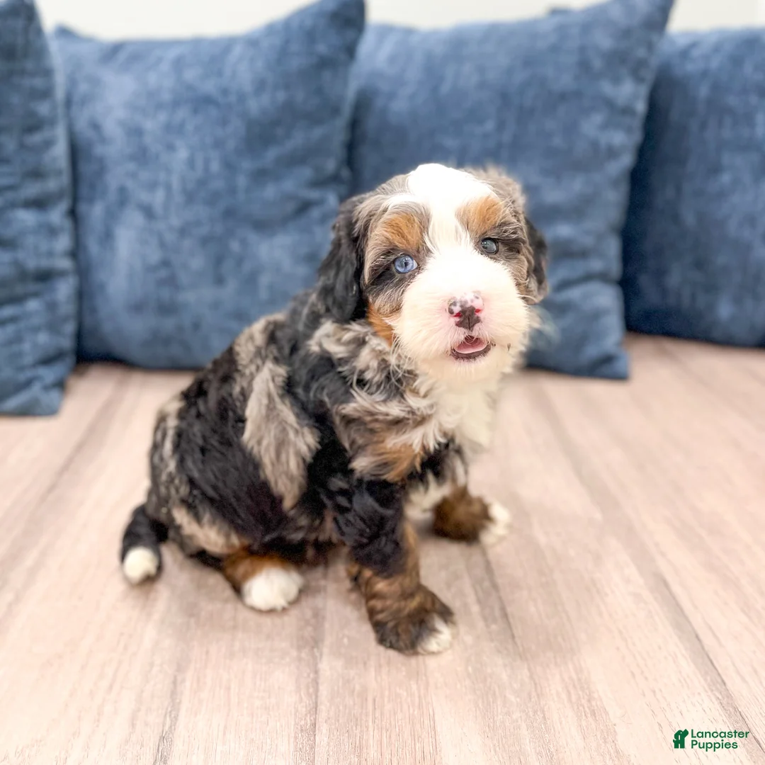 Mini Bernedoodle dogs for sale: Nova - Ad 1