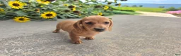 Miniature Dachshund dogs for sale: Holly - Ad 7