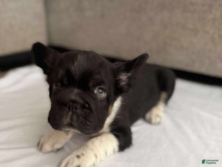 French Bulldog dogs - Ad 27