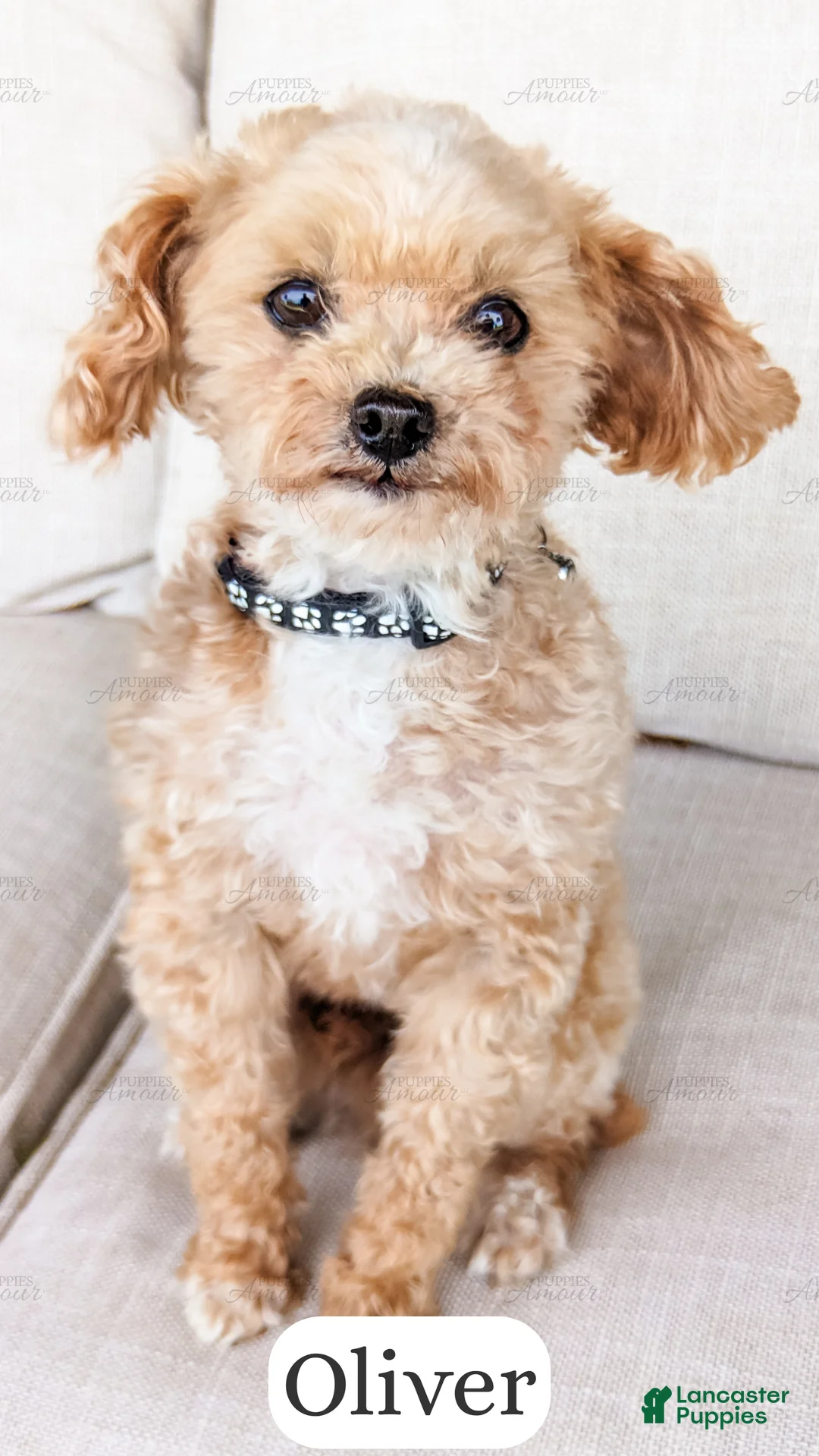Cavapoo dogs for sale: Éclair - Ad 4