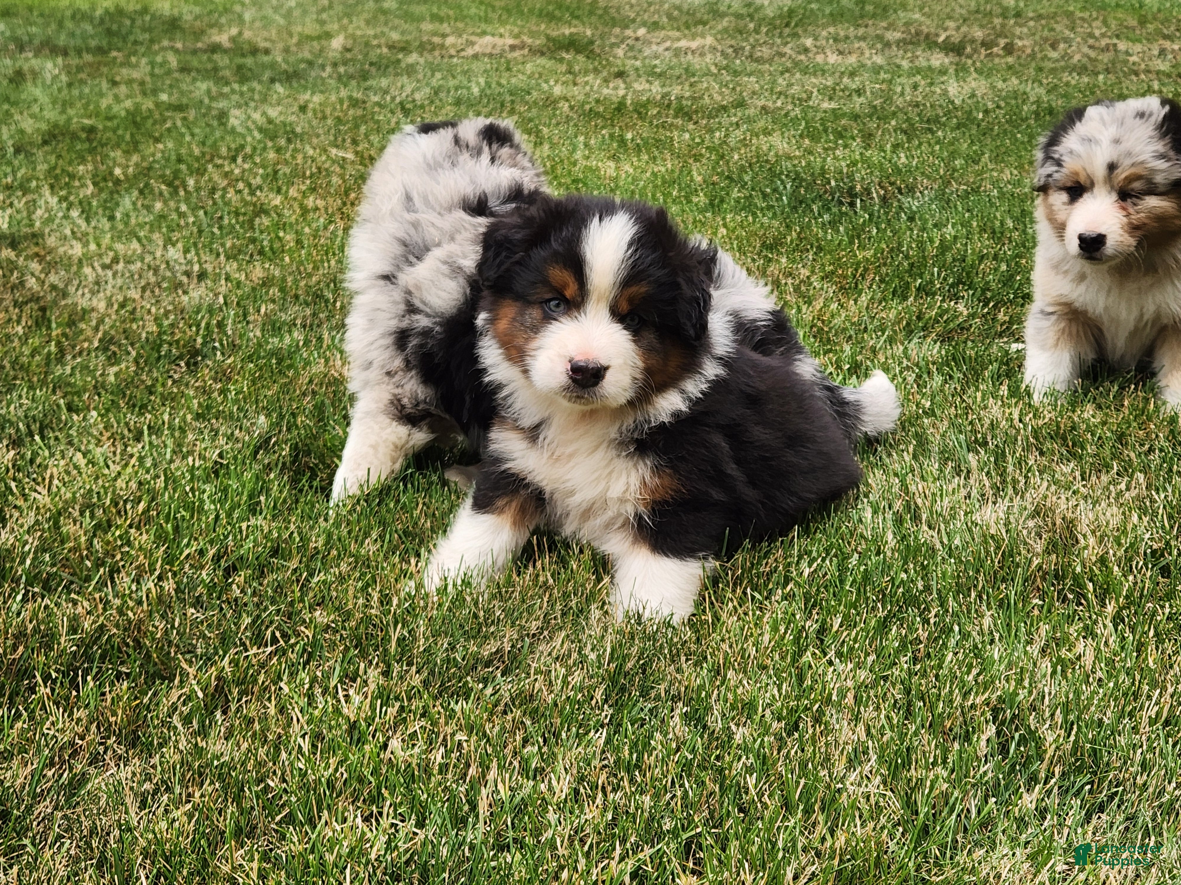 Australian Shepherd dogs Hank - Ad 2