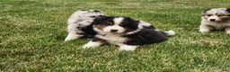 Australian Shepherd dogs for sale: Hank - Ad 2