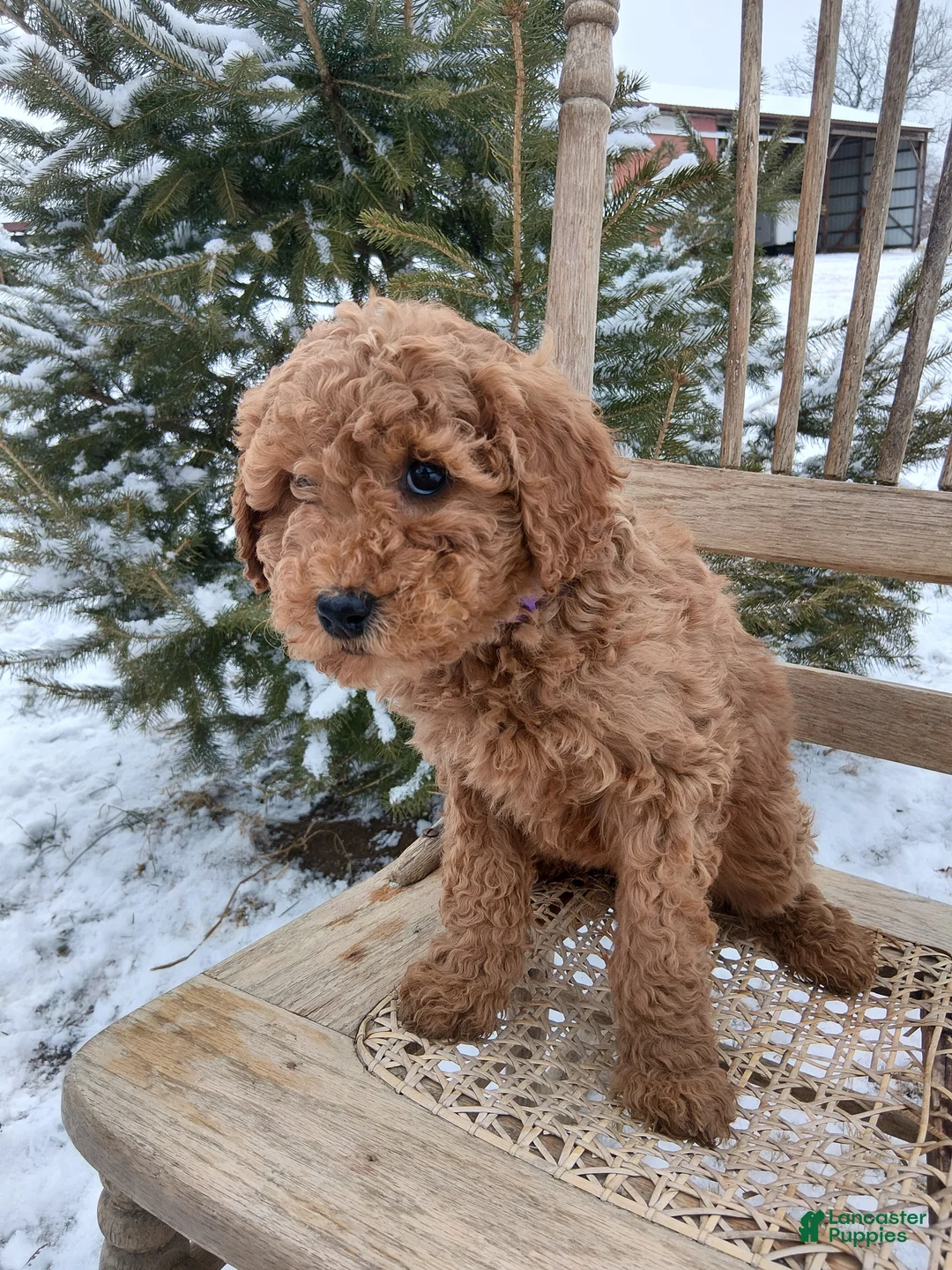 Irish Doodle dogs for sale: F1B Coco - Ad 2