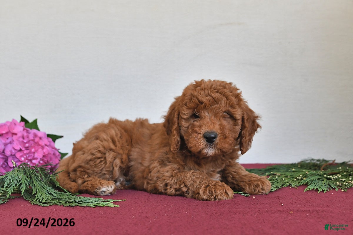 Mini Goldendoodle dogs Mindy - Ad 2