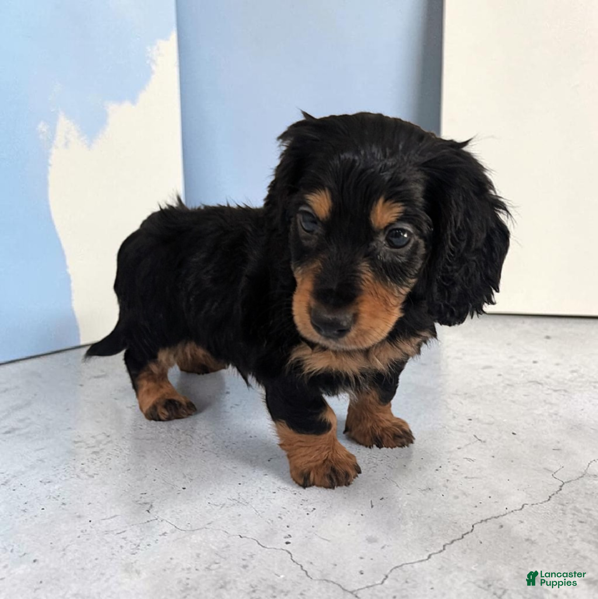 Miniature Dachshund dogs Luke - Ad 2