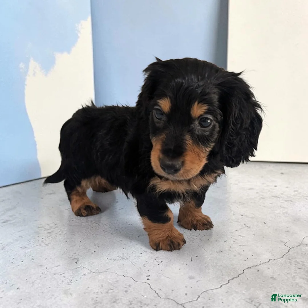 Miniature Dachshund dogs for sale: Luke - Ad 2