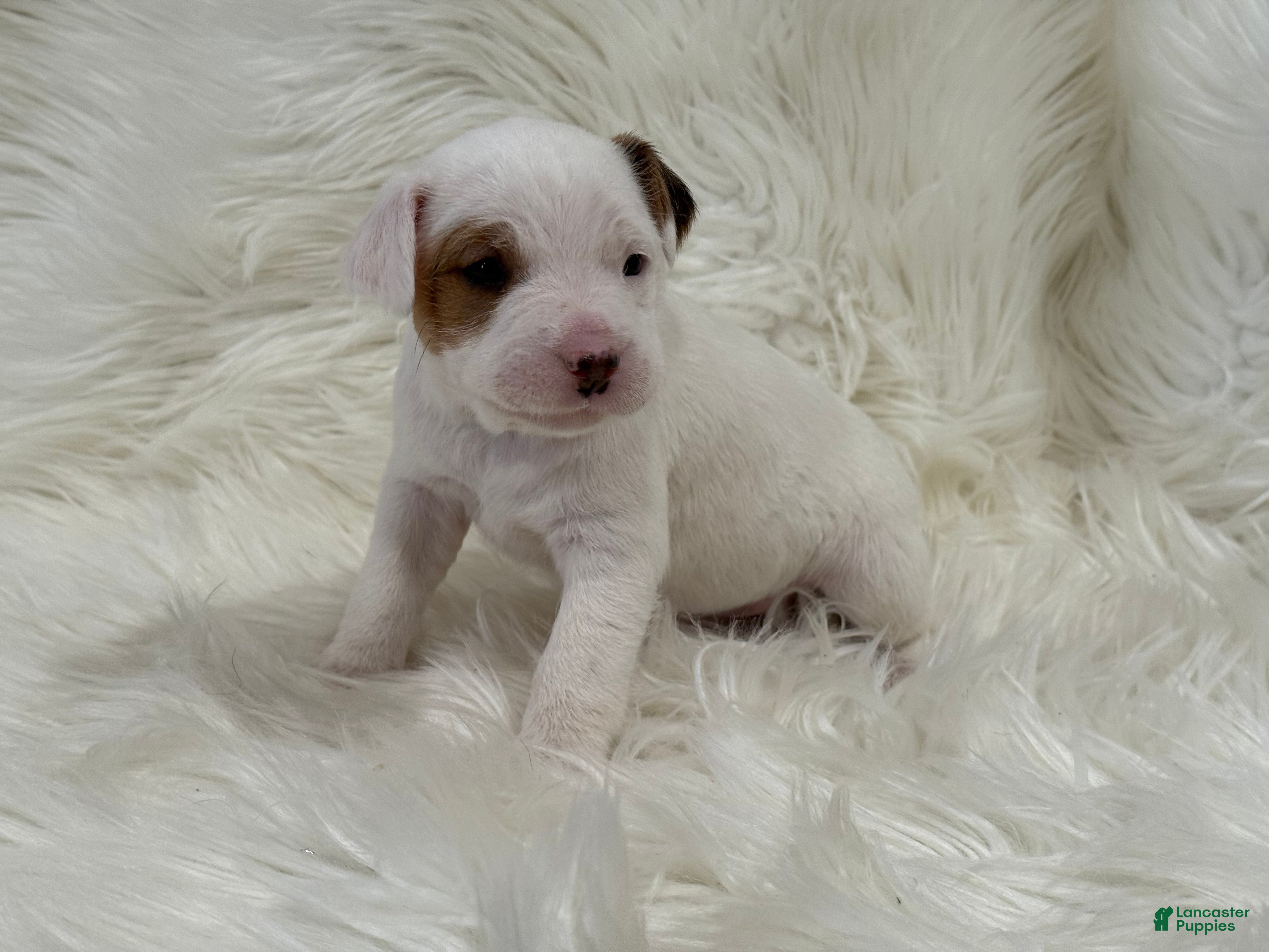 Jack Russell Terrier dogs Taylor Puppy 1 - Ad 25