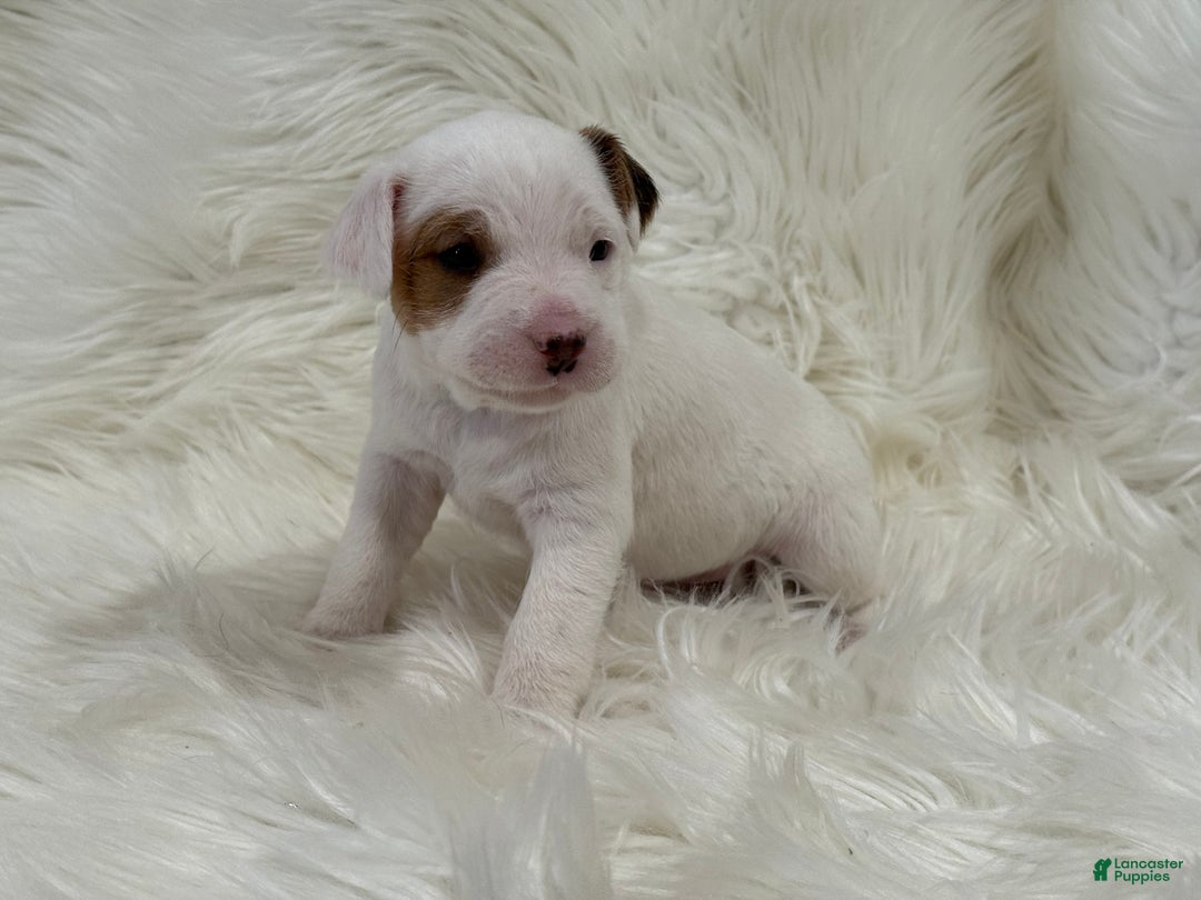 Jack Russell Terrier dogs for sale: Taylor Puppy 1 - Ad 1