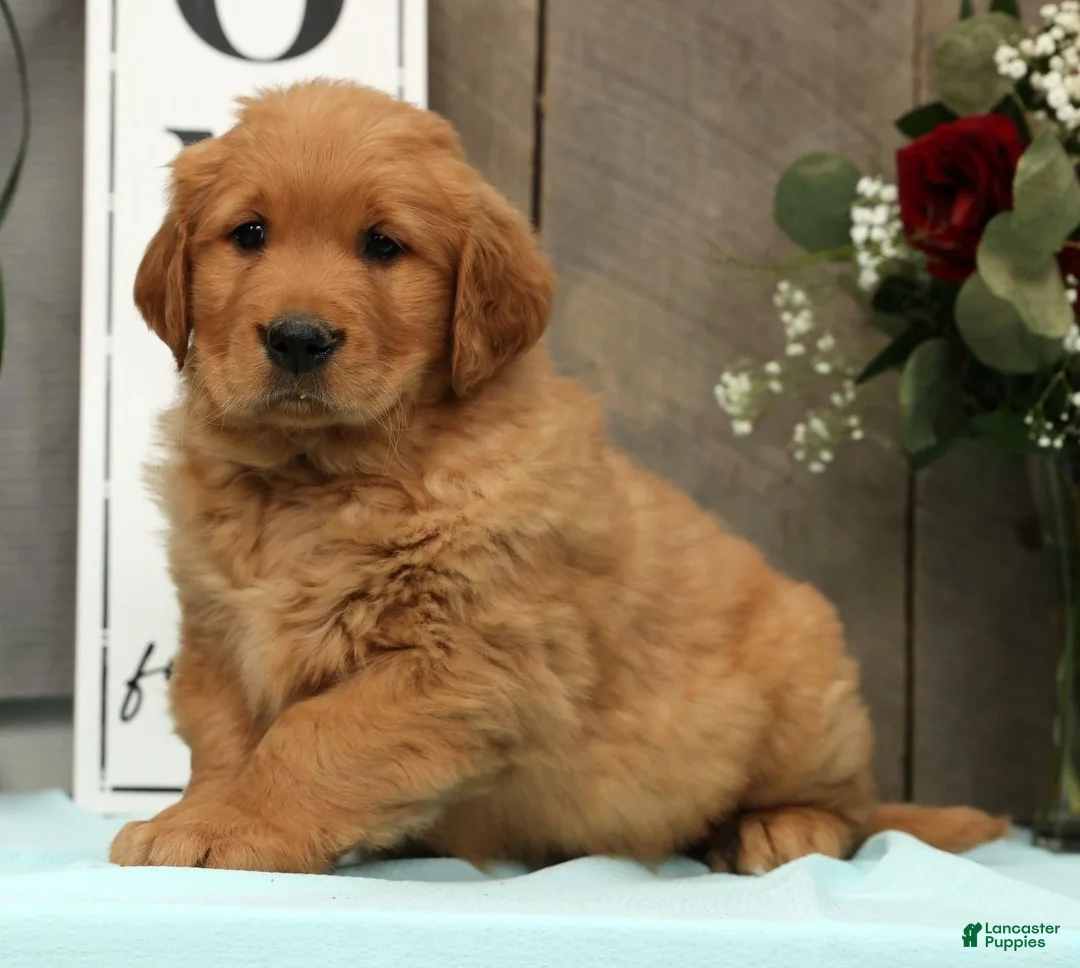Golden Retriever dogs for sale: Austin - Ad 3