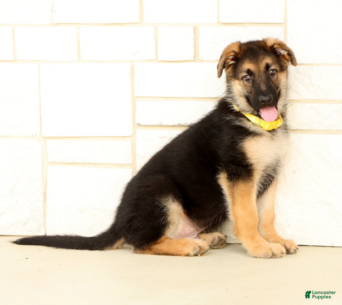 German Shepherd dogs Wrangler - Ad 1