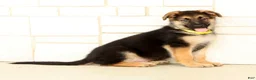 German Shepherd dogs for sale: Wrangler - Ad 1