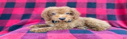 Cockapoo dogs for sale: Cash - Ad 6