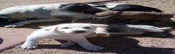 Chinese Crested dogs for sale: Chinese Crested 4 - Ad 3