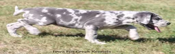 Great Dane dogs for sale: Shakira - Ad 4