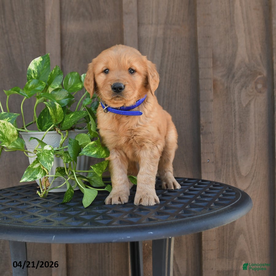 Golden Retriever dogs Ranger - Ad 1