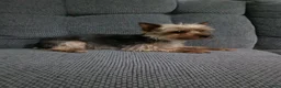 Yorkiepoo dogs for sale: Becca - Ad 10