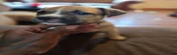 Mixed Breed dogs for sale: Monty - Ad 2