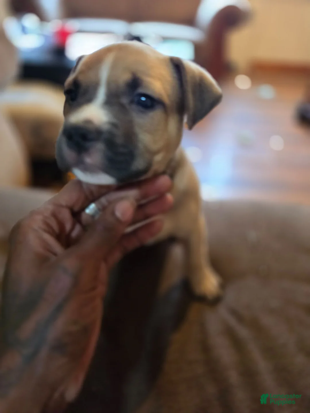 Mixed Breed dogs for sale: Monty - Ad 2