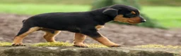 Miniature Pinscher dogs for sale: ALEX - Ad 11