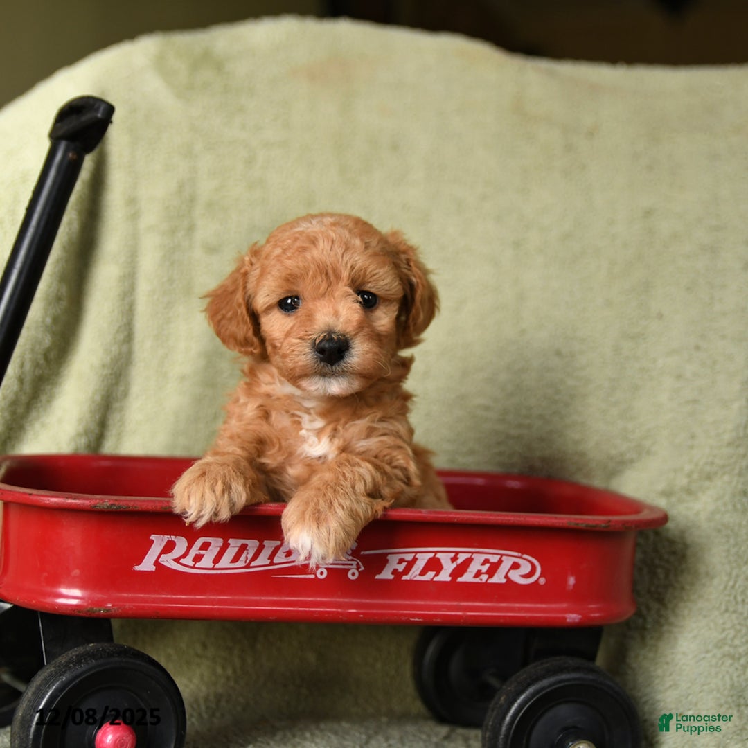 Havapoo dogs for sale: Laffy - Ad 1