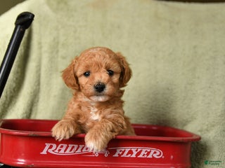 Havapoo dogs Laffy - Ad 33