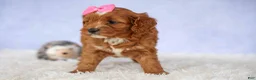 Cavapoo dogs for sale: Mia Rose🎀 - Ad 14