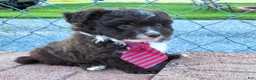 Pomapoo dogs for sale: Swiss Roll - Ad 6