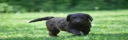 Portuguese Water Dog dogs for sale: Magnolia - Ad 12