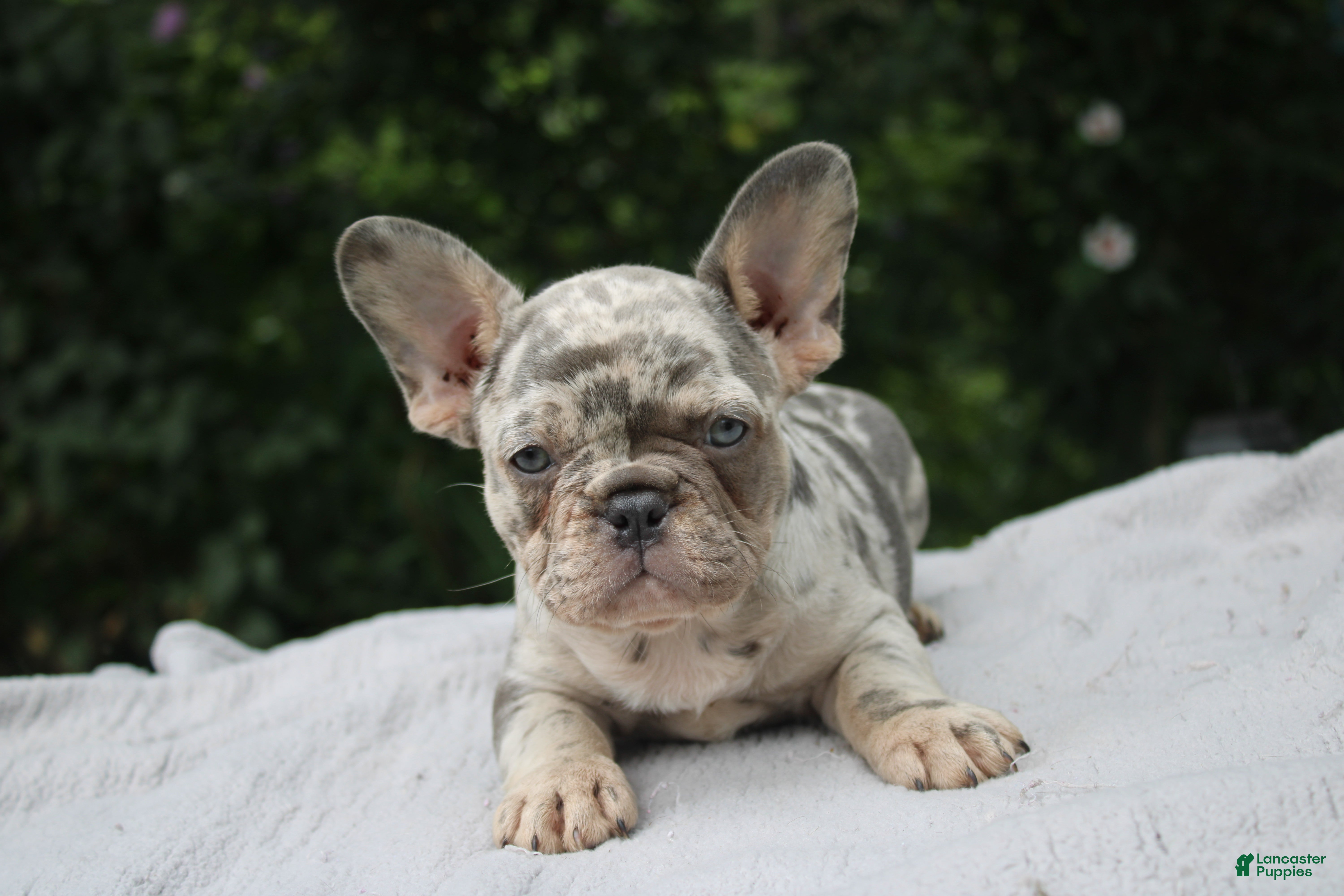 French Bulldog dogs OREO - Ad 1