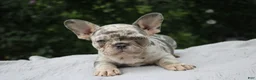 French Bulldog dogs for sale: OREO - Ad 1