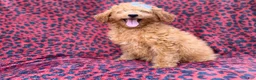 Mini Goldendoodle dogs for sale: Darcy - Ad 5