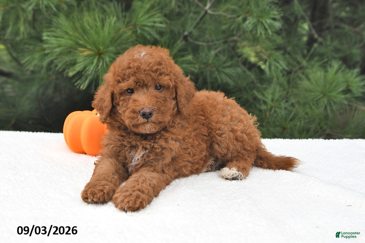 Mini Goldendoodle dogs Winston - Ad 1
