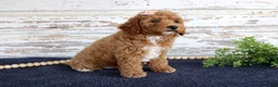 Mixed Breed dogs for sale: Bonnie - Ad 4