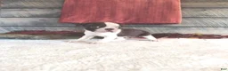 Boston Terrier dogs for sale: Millie Female Boston Terrier - Ad 3