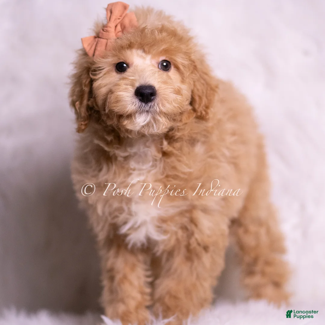 Mini Goldendoodle dogs for sale: Gelato - Ad 1