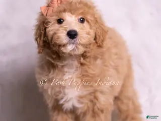 Mini Goldendoodle dogs Gelato - Ad 39
