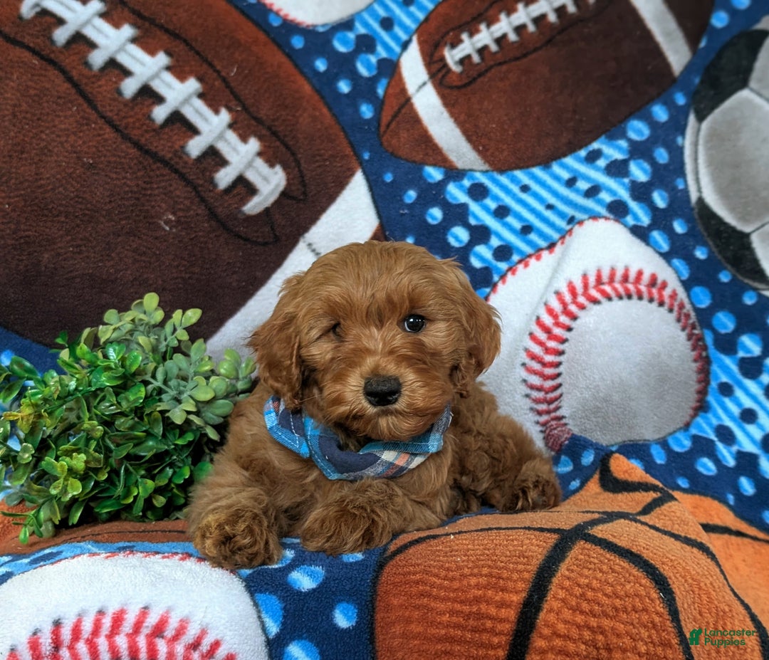 Mini Goldendoodle dogs for sale: Xavier Hypoallergenic - Ad 5