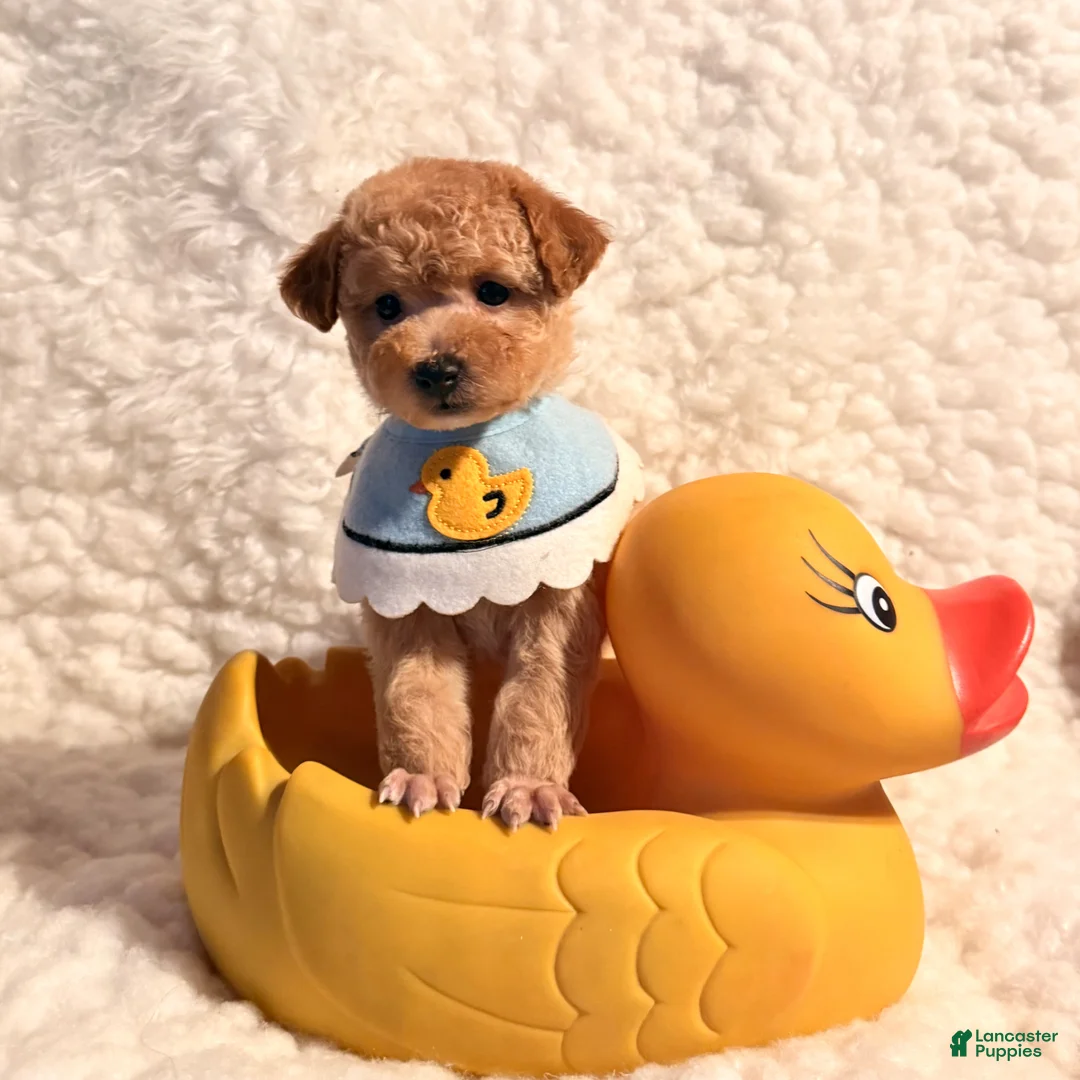 Toy Poodle dogs for sale: Teddy bear Poodle toy - Ad 5