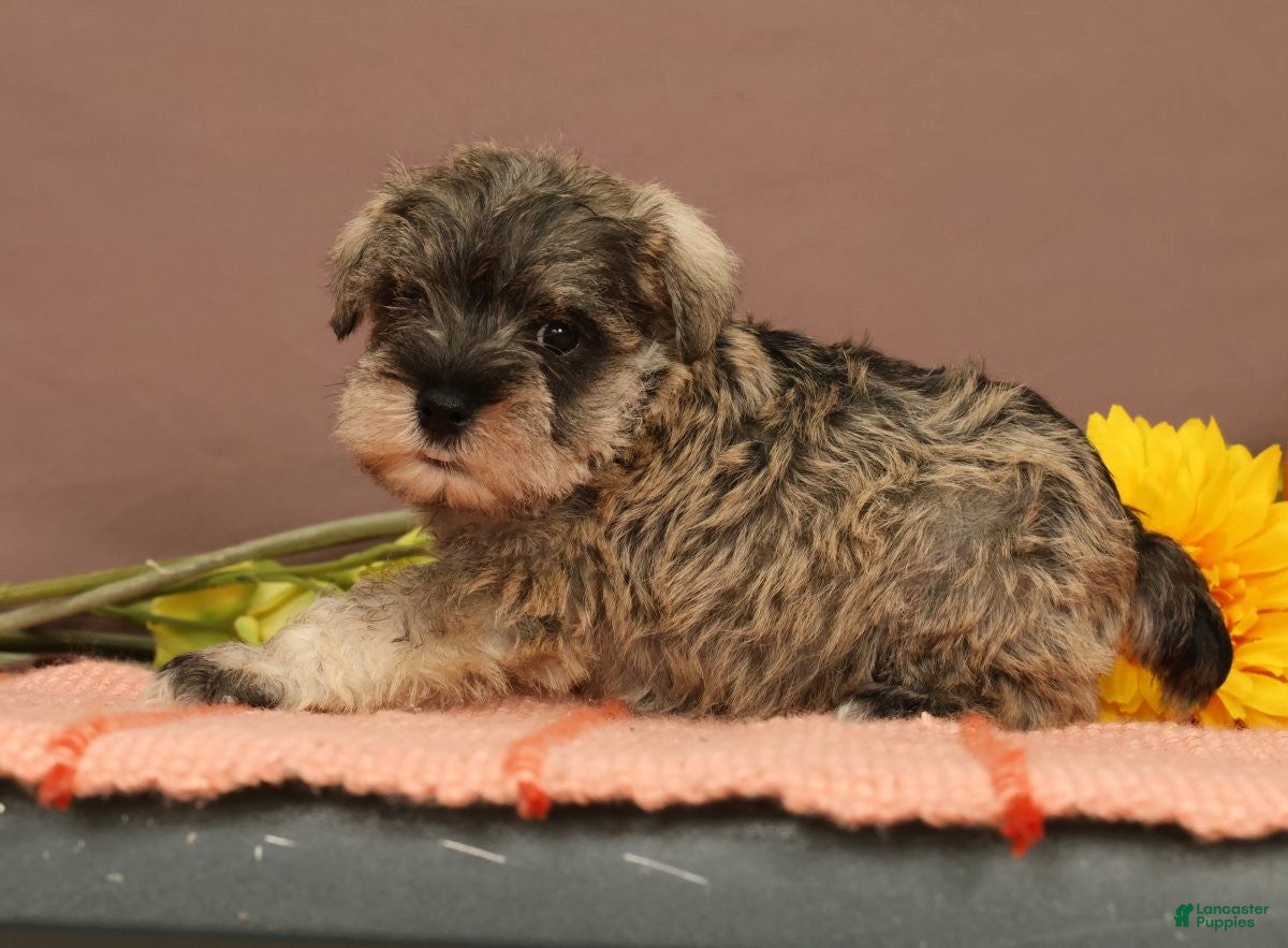 Miniature Schnauzer dogs Hamilton - Ad 2